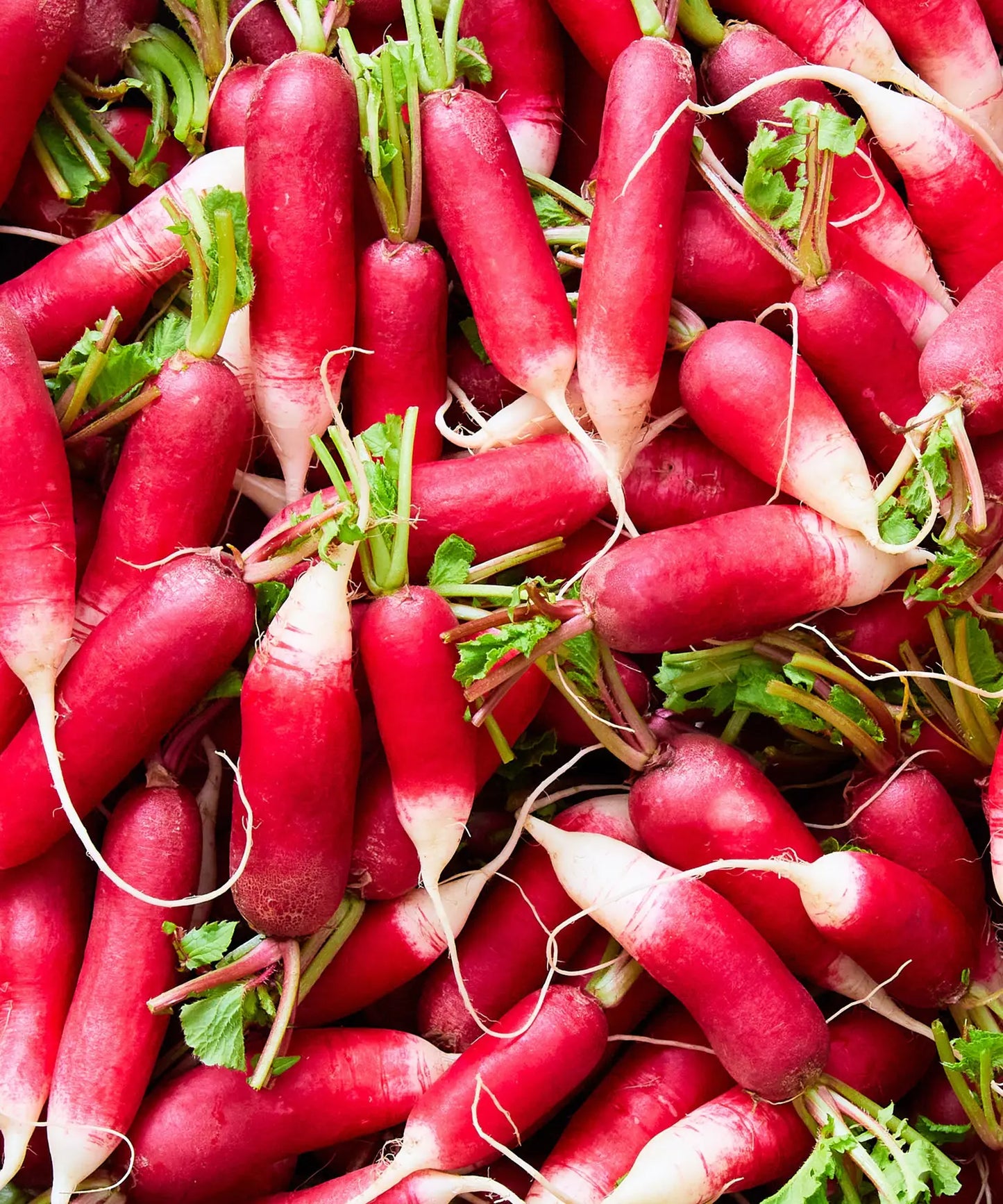 Radish 'French Breakfast' Seeds