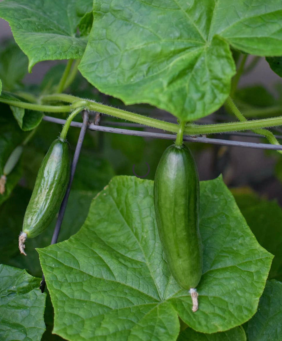 Cucumber 'La Diva' Seeds