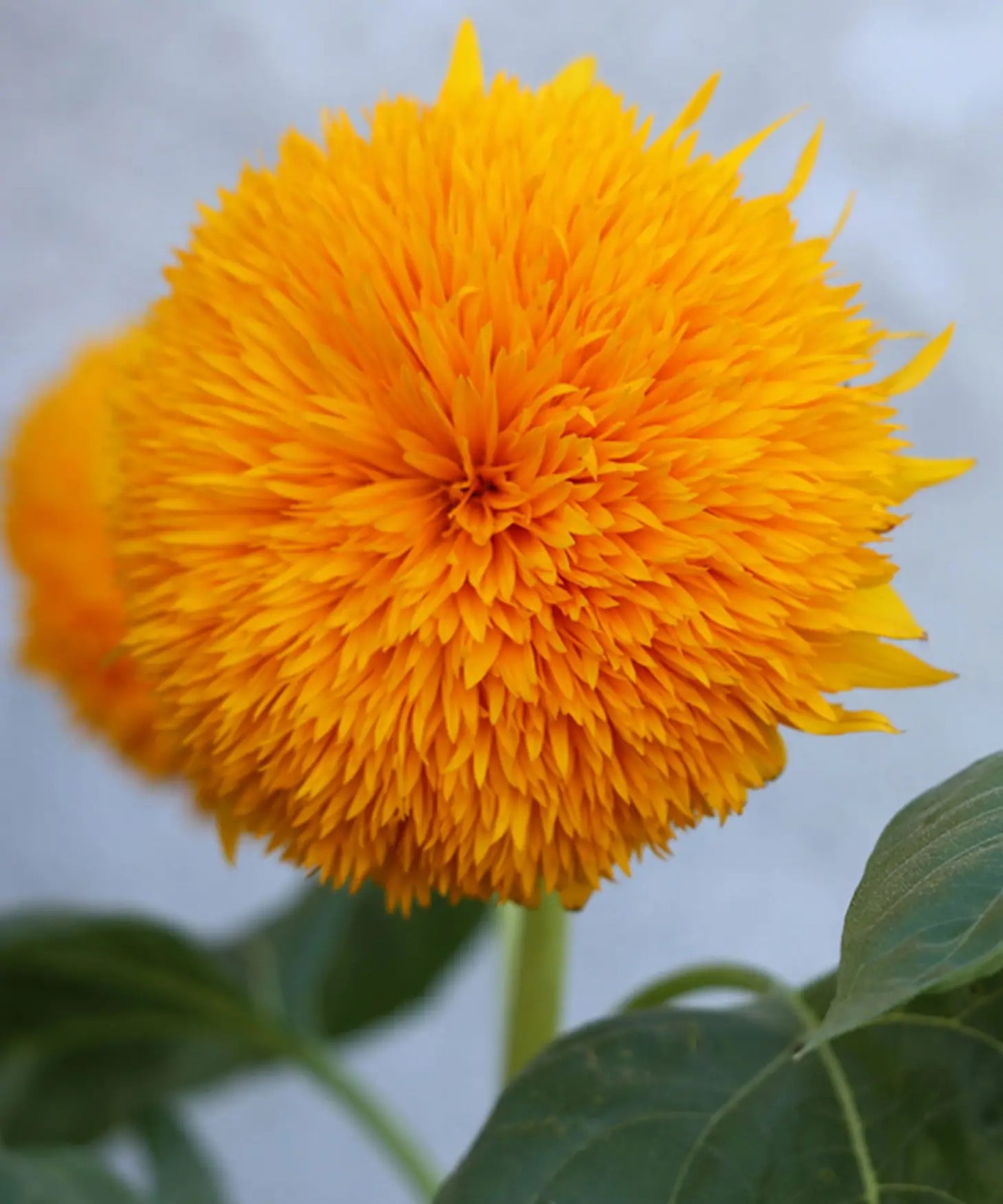 Sunflower 'Teddy Bear' Seeds